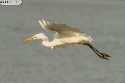 Grande Aigrette