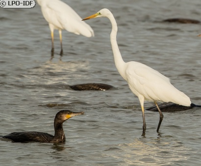 Grande Aigrette