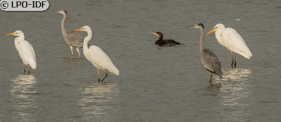 Grande Aigrette