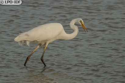Grande Aigrette