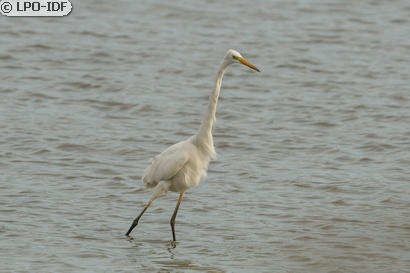 Grande Aigrette