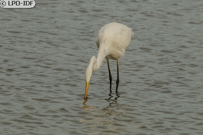 Grande Aigrette