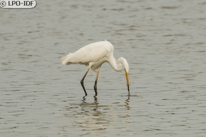 Grande Aigrette