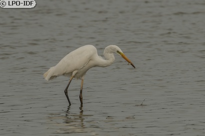 Grande Aigrette