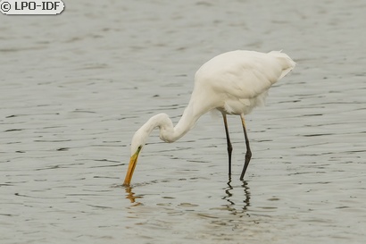 Grande Aigrette