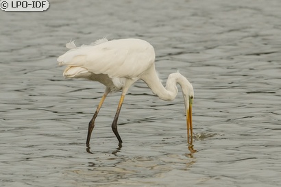 Grande Aigrette