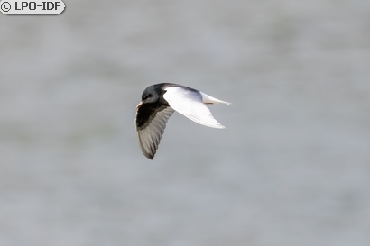 Guifette leucoptère