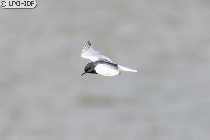 Guifette leucoptère