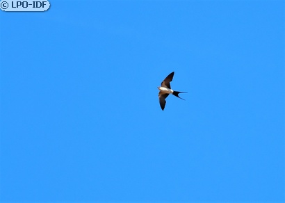 Hirondelle rousseline