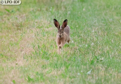 Lièvre d'Europe