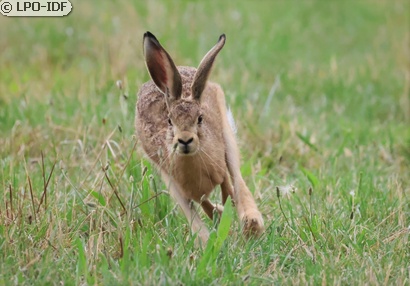 Lièvre d'Europe
