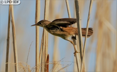 Rousserolle effarvatte