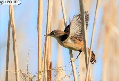 Rousserolle effarvatte