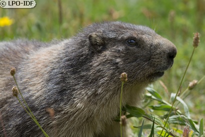 Marmotte