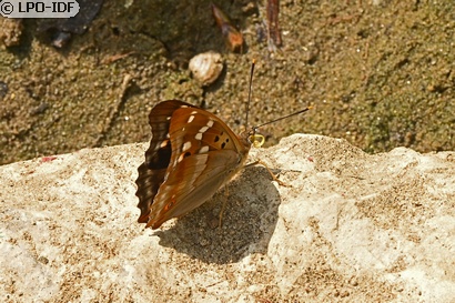 Petit mars changeant