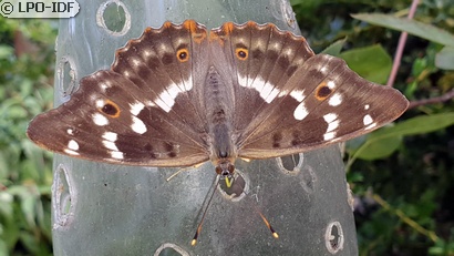 Petit mars changeant