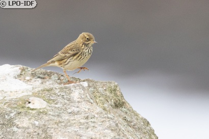 Pipit farlouse