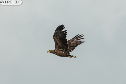 Pygargue à queue blanche