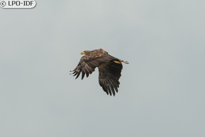 Pygargue à queue blanche