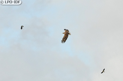 Pygargue à queue blanche