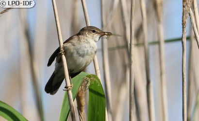 Rousserolle effarvatte