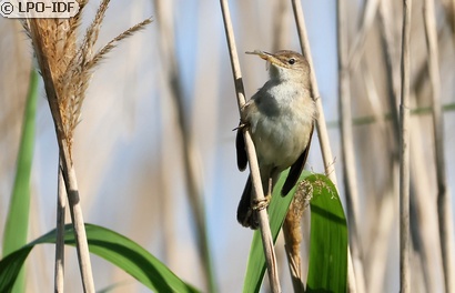 Rousserolle effarvatte