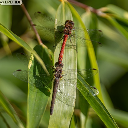 Sympétrum strié
