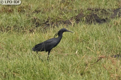 Aigrette ardoisée