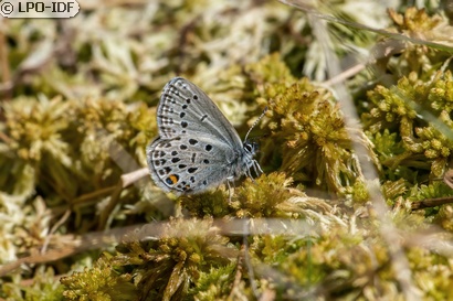 Azuré de la canneberge