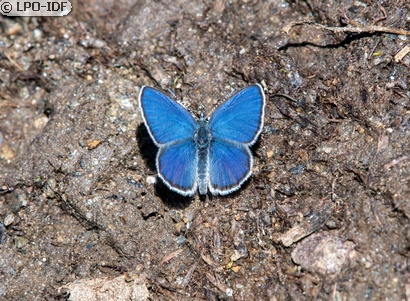 Azuré de la canneberge