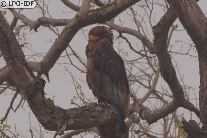 Bateleur des savanes