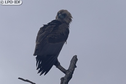 Bateleur des savanes