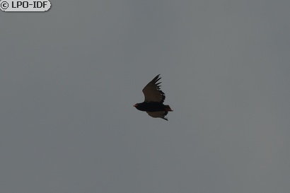 Bateleur des savanes