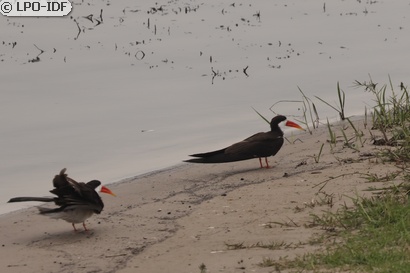 Bec-en-ciseaux d'Afrique