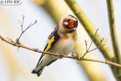 Chardonneret élégant