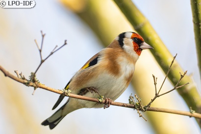 Chardonneret élégant