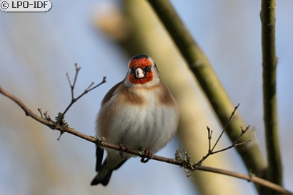 Chardonneret élégant