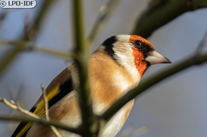 Chardonneret élégant