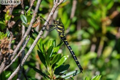 Cordulégastre bidenté