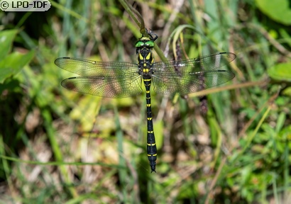 Cordulégastre bidenté