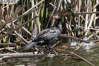 Cormoran africain