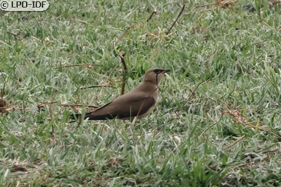 Glaréole à collier