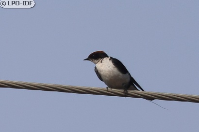 Hirondelle à longs brins