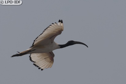 Ibis sacré