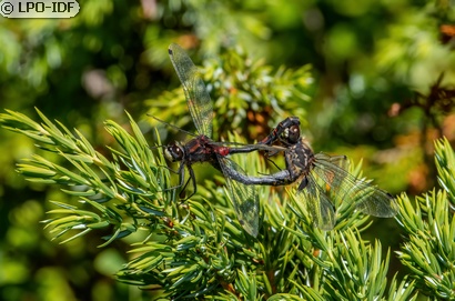 Leucorrhine douteuse