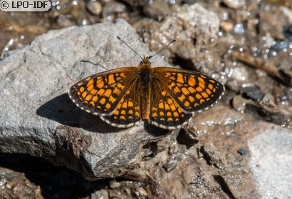 Mélitée des linaires