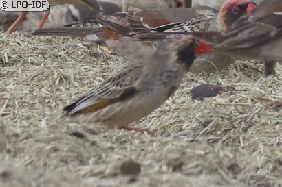 Travailleur à bec rouge