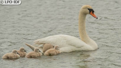 Cygne tuberculé