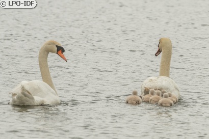 Cygne tuberculé