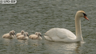 Cygne tuberculé